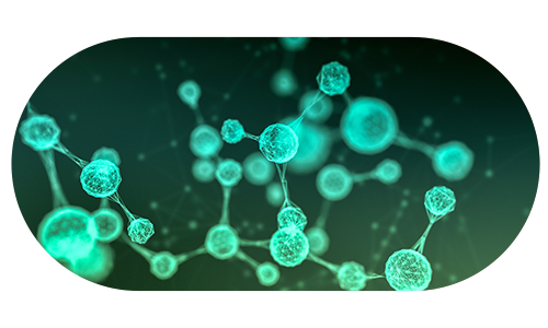 피부 속 세포 모습