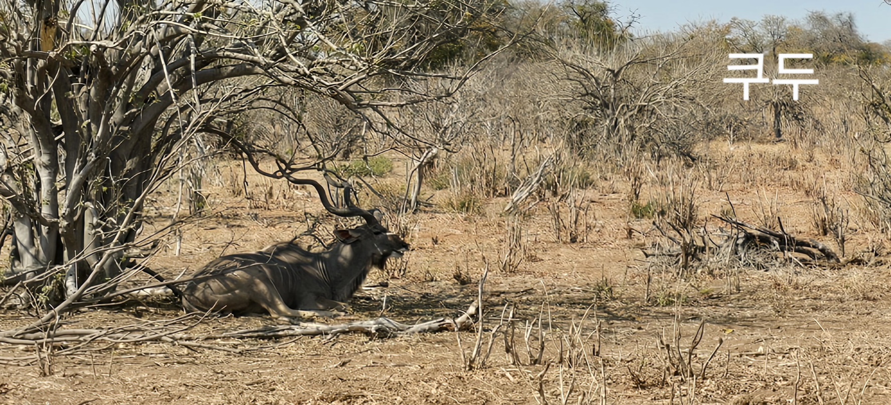 동물의 머리. 카툰의 얼굴은 코알라, 원숭이, 여우, 얼룩말이다. 귀여운 판다 , 사슴 과 사자, 사슴 과 토끼 , 재규어 벡터 동물원  아바타 스톡 벡터 - ©vatruska 472032970, image size:1776x808