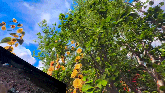 2a0ba1248da15.gif