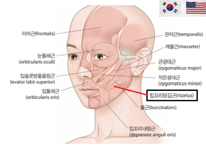 Square Jaw Botox