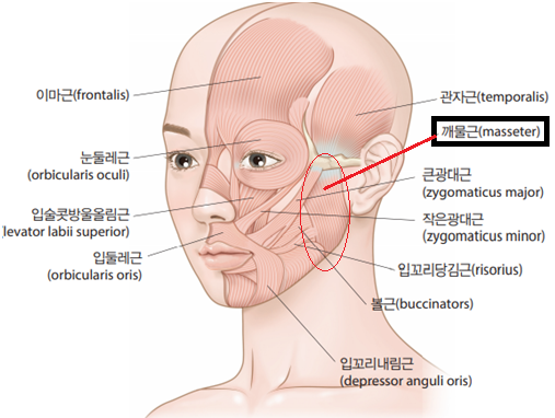 얼굴 근육조직