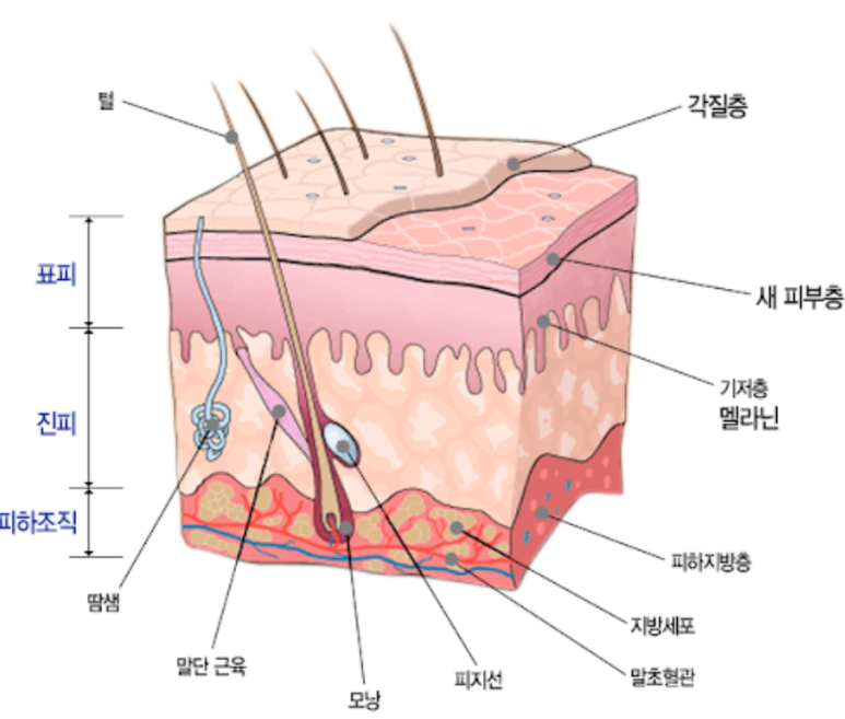 피부보호막