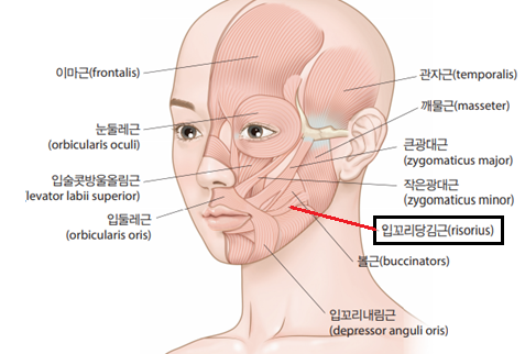 얼굴 근육조직