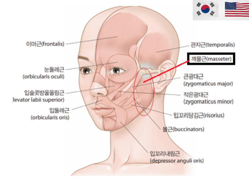 Square Jaw Botox