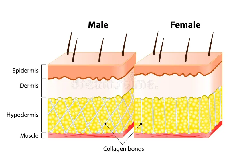 남녀 피부 및 털 구조의 차이를 보여주는 인포그래픽 이미지