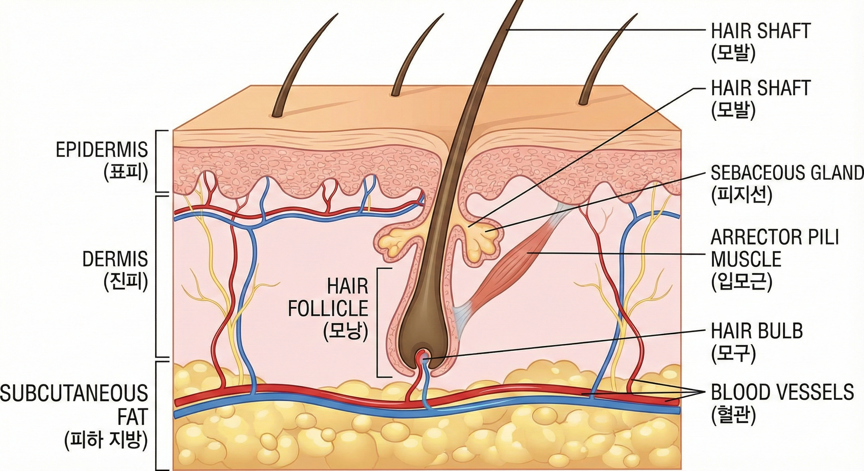 Shaving