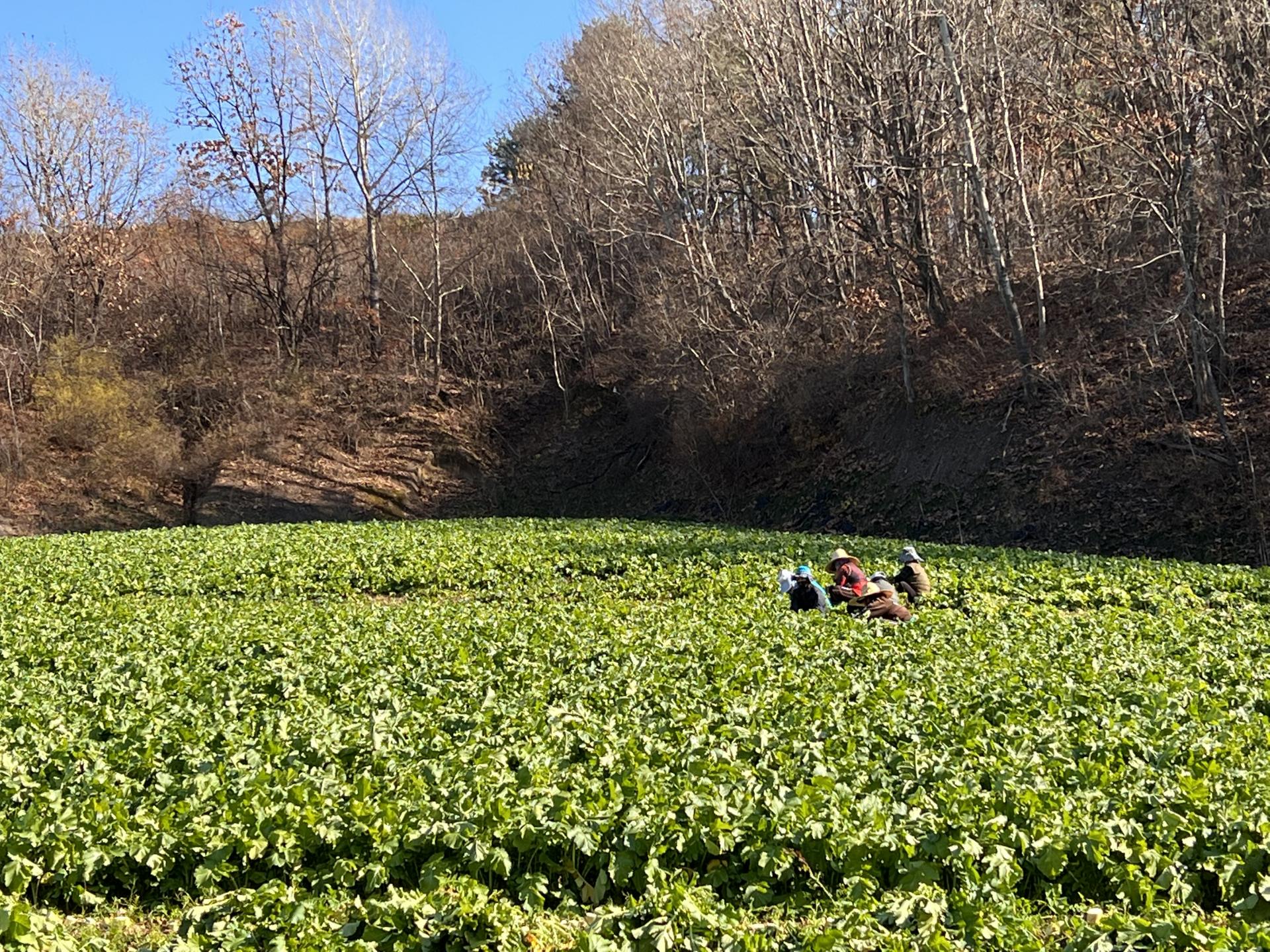 시래기 수확