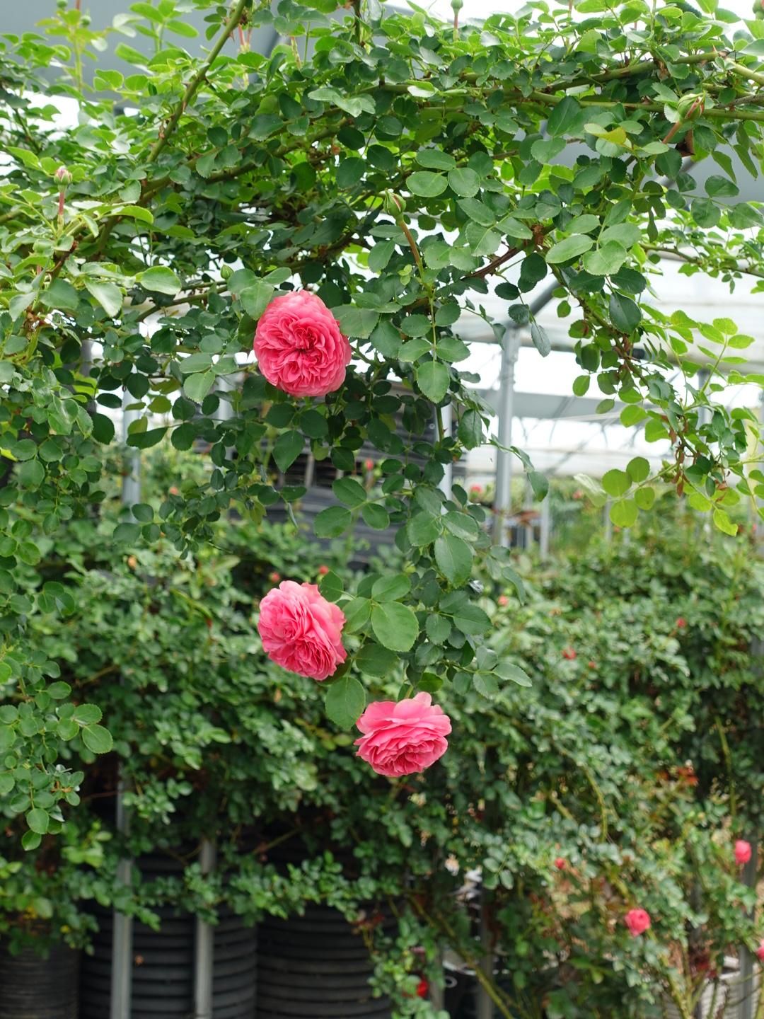 DSC02866.JPG