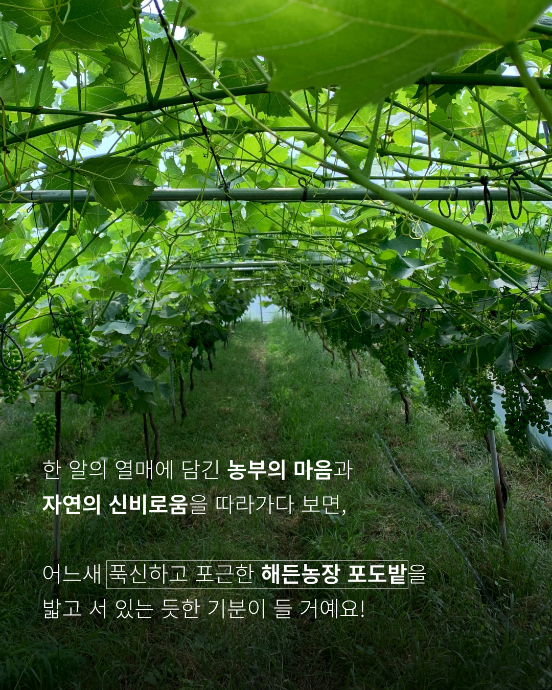 796207dea564a.png