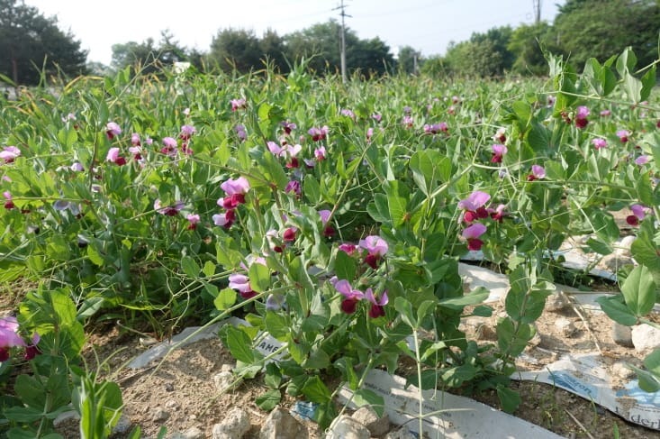 %ed%81%ac%ea%b8%b0%eb%b3%80%ed%99%98dsc05385