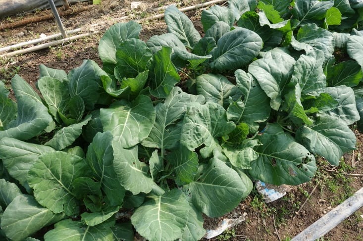 %ed%81%ac%ea%b8%b0%eb%b3%80%ed%99%98dsc05481