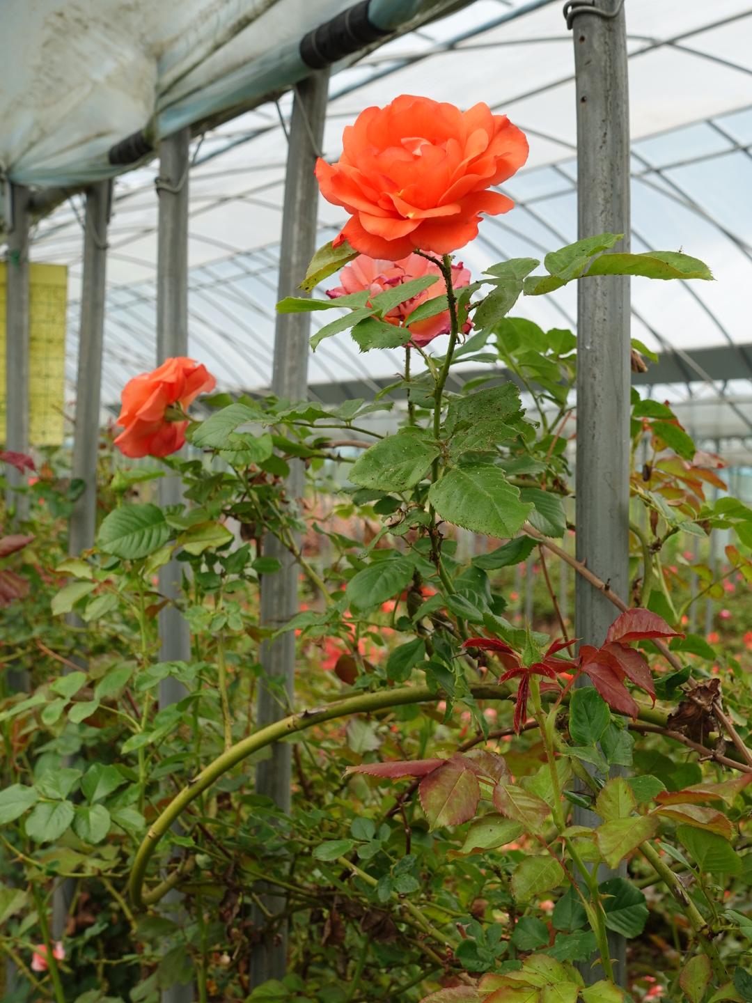 DSC02865.JPG