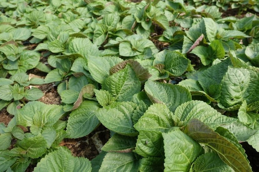 %ed%81%ac%ea%b8%b0%eb%b3%80%ed%99%98dsc05466