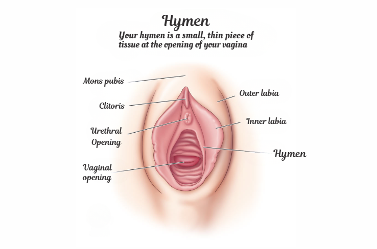 Hymen anatomy diagram - shape and variation explained