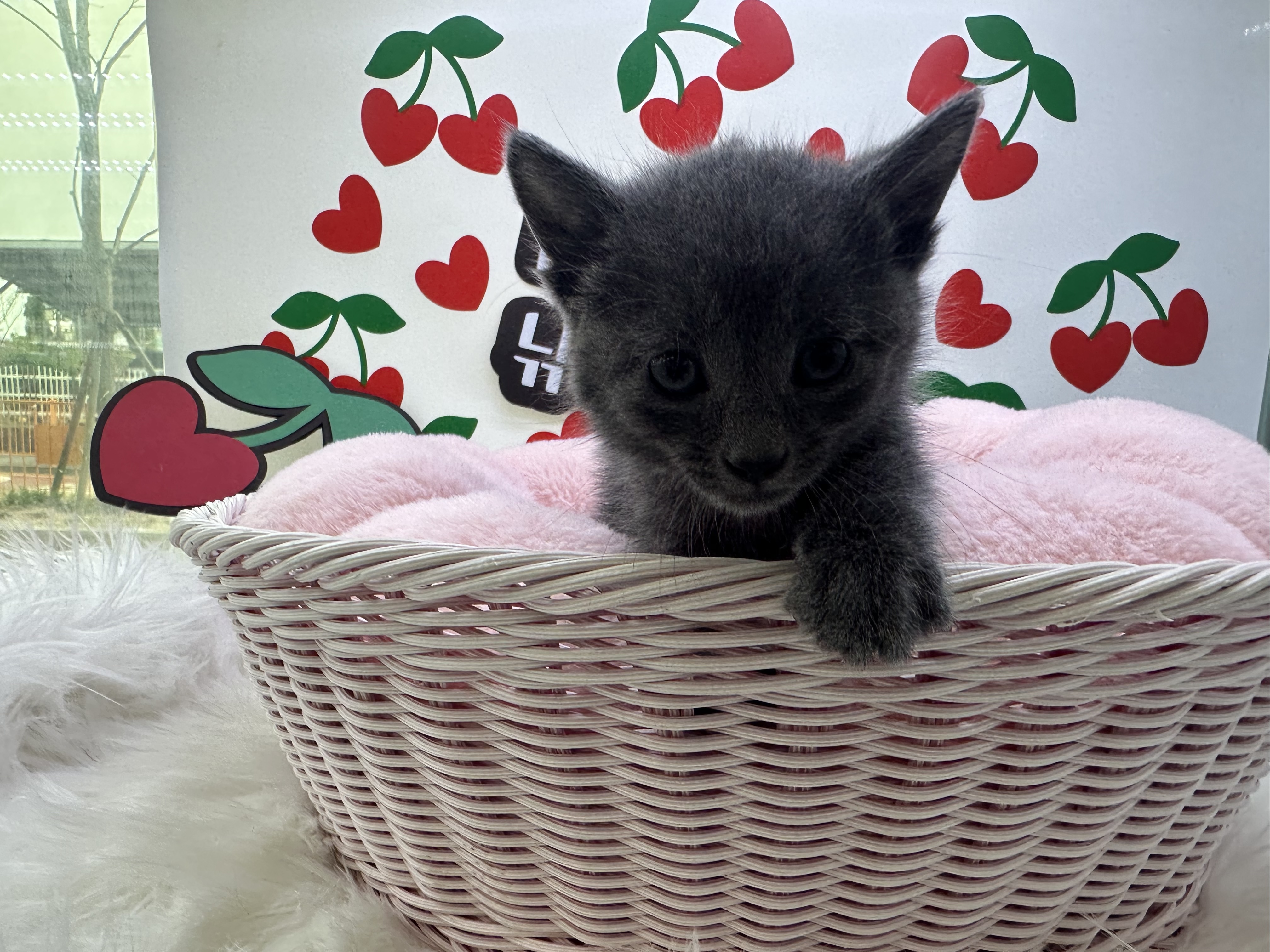 러시안블루 또리 남아 4개월령 소형견종류, 회색고양이, 블랙탄, 애완견카페, 장모닥스훈트 : 강아지키우기 새끼고양이분양 가정견분양