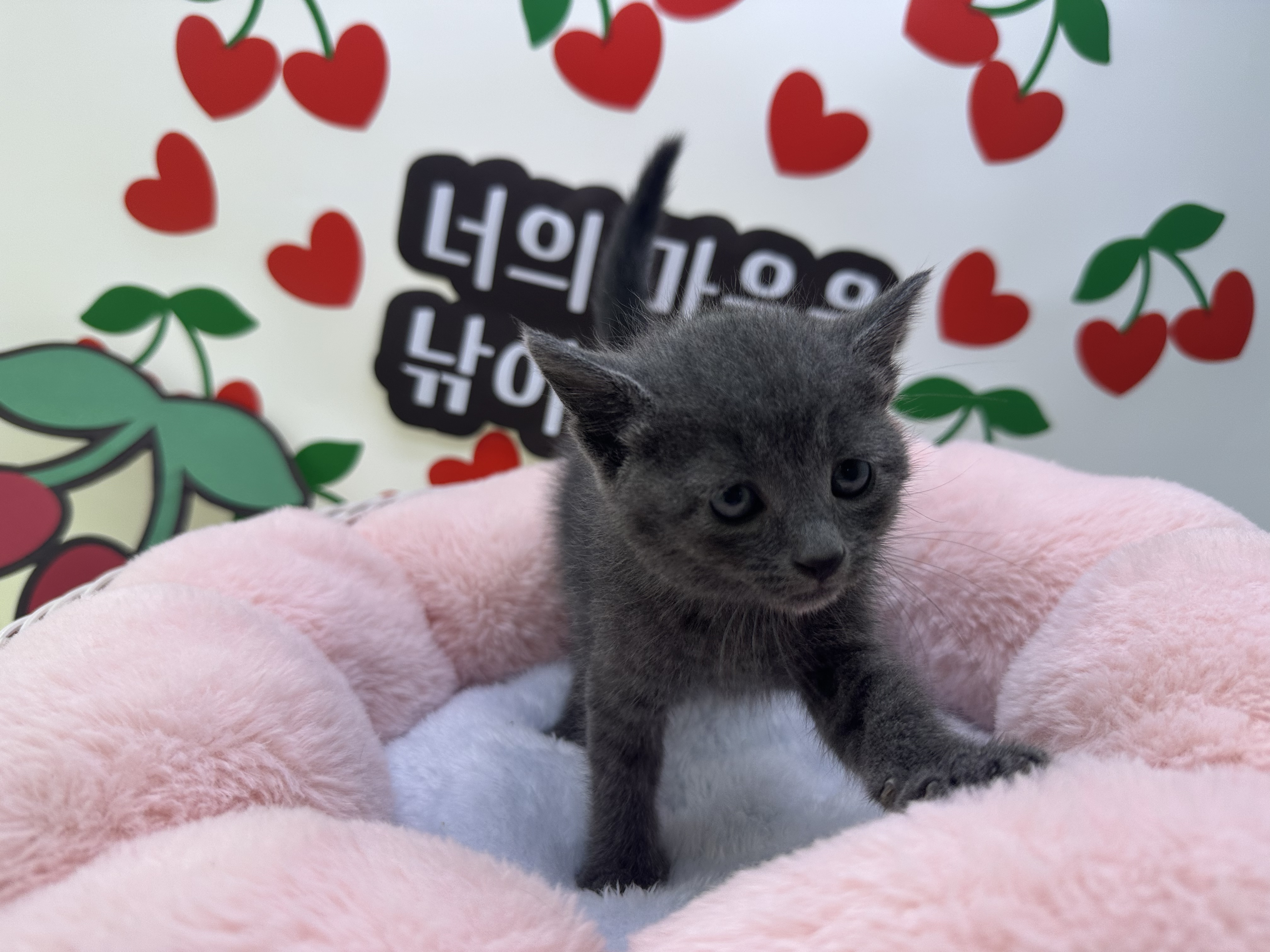 러시안블루 또리 남아 4개월령 소형견종류, 회색고양이, 블랙탄, 애완견카페, 장모닥스훈트 : 강아지키우기 새끼고양이분양 가정견분양