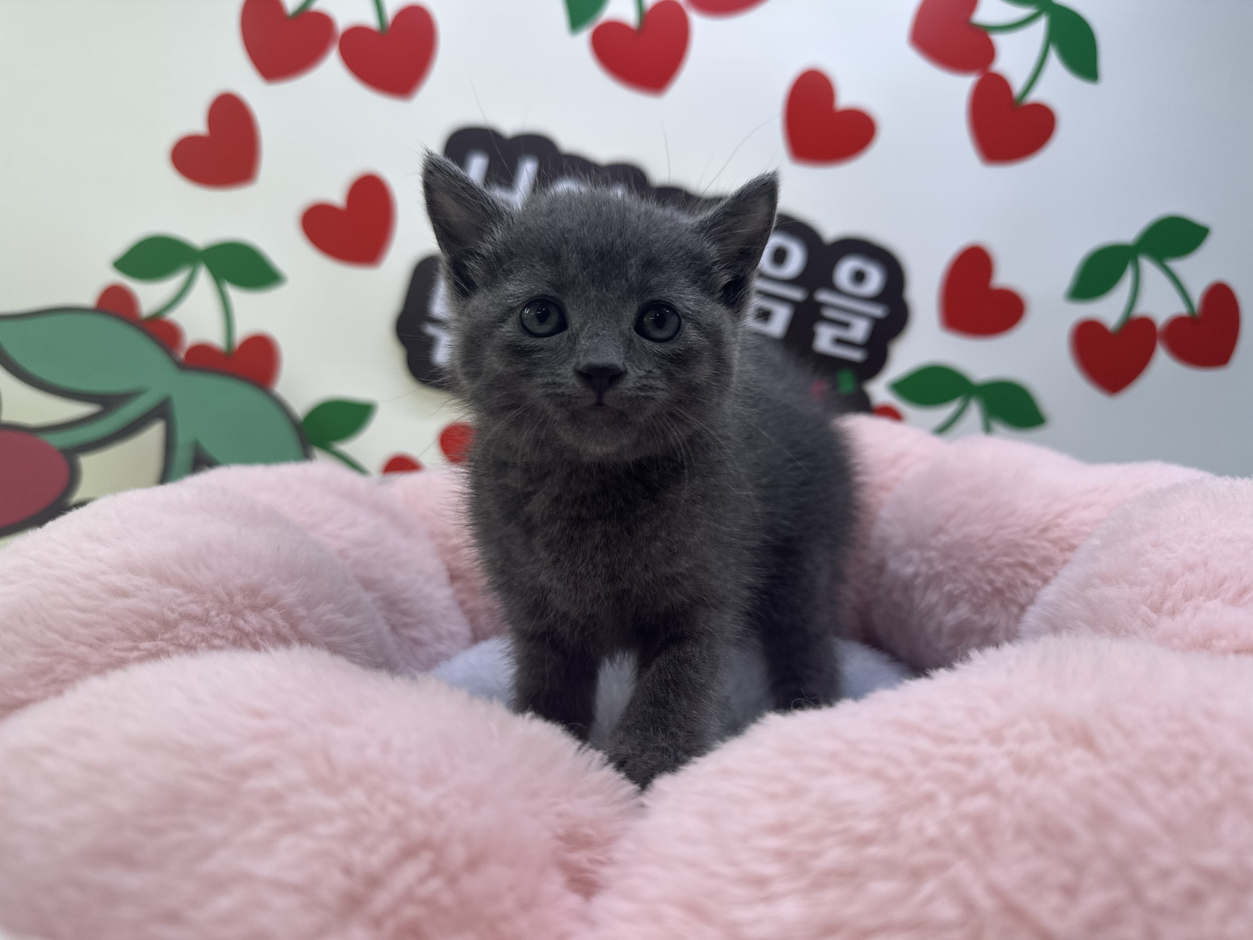 러시안블루 또리 남아 4개월령 소형견종류, 회색고양이, 블랙탄, 애완견카페, 장모닥스훈트 : 강아지키우기 새끼고양이분양 가정견분양