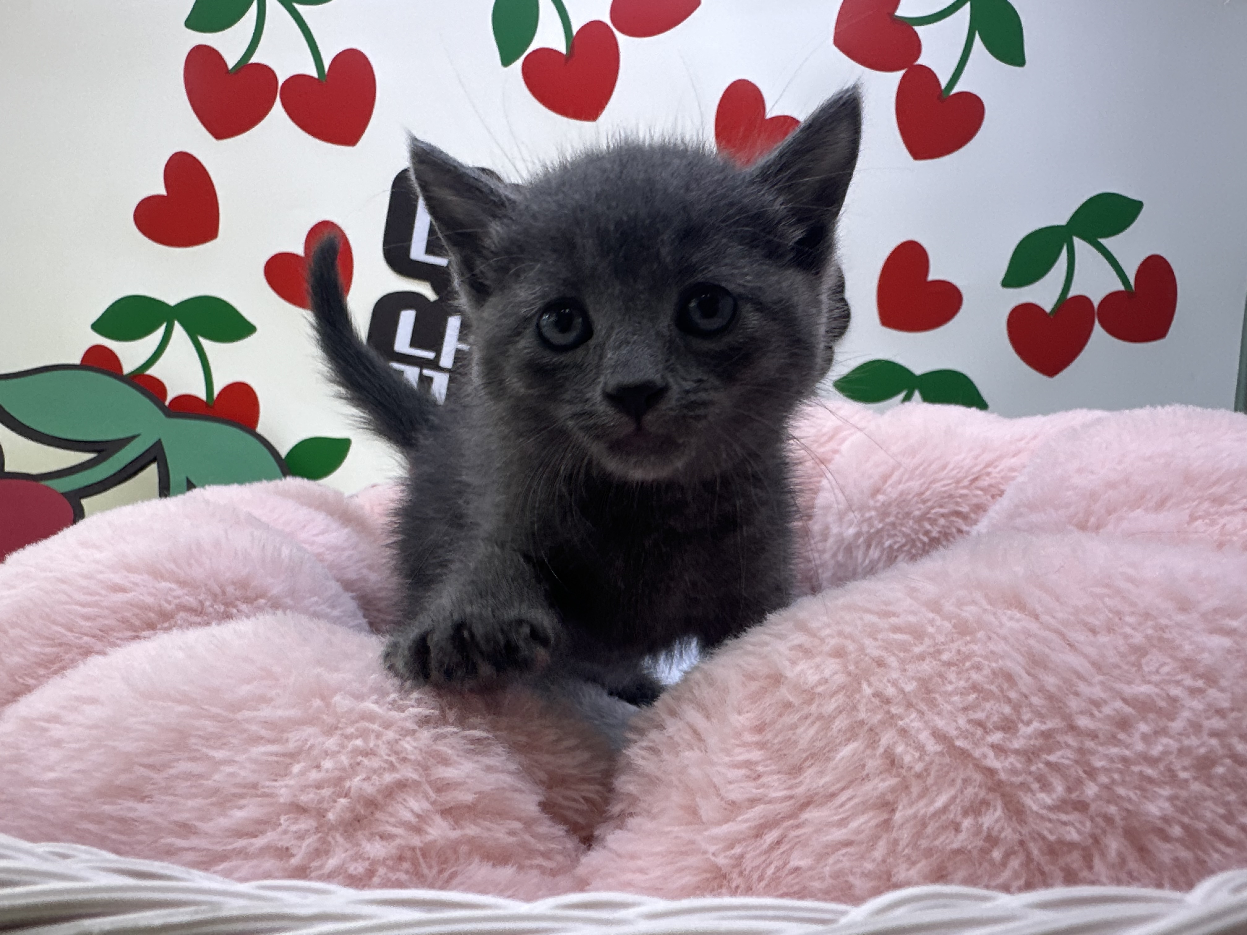 러시안블루 또리 남아 4개월령 소형견종류, 회색고양이, 블랙탄, 애완견카페, 장모닥스훈트 : 강아지키우기 새끼고양이분양 가정견분양