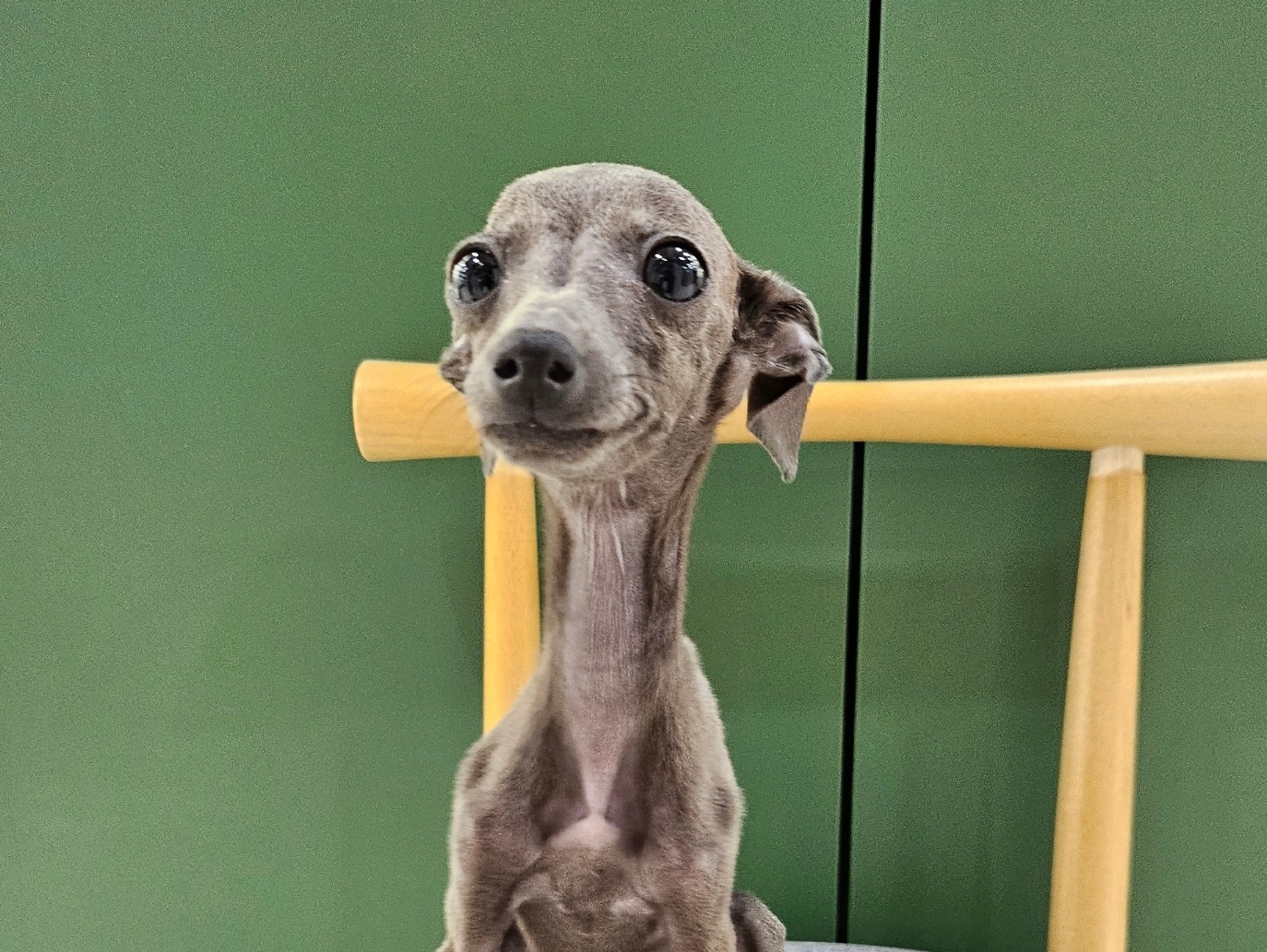 이탈리안그레이하운드 호두 여아 4개월령 시바이누가격, 푸들, 브리티쉬숏헤어, 동물, 시바견 : 강아지키우기 새끼고양이분양 가정견분양