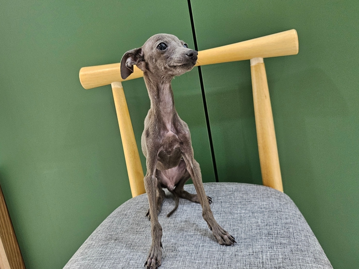 이탈리안그레이하운드 호두 여아 4개월령 시바이누가격, 푸들, 브리티쉬숏헤어, 동물, 시바견 : 강아지키우기 새끼고양이분양 가정견분양