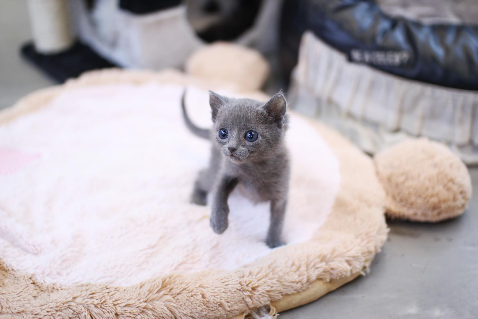 러시안블루 분양 전 알아야 할 모든 정보 ! : 강아지키우기 새끼고양이분양 가정견분양