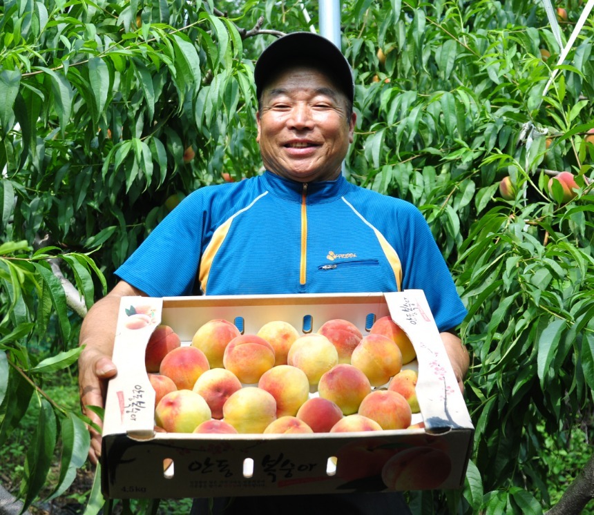 망고맛 황도복숭아 선물용 10kg