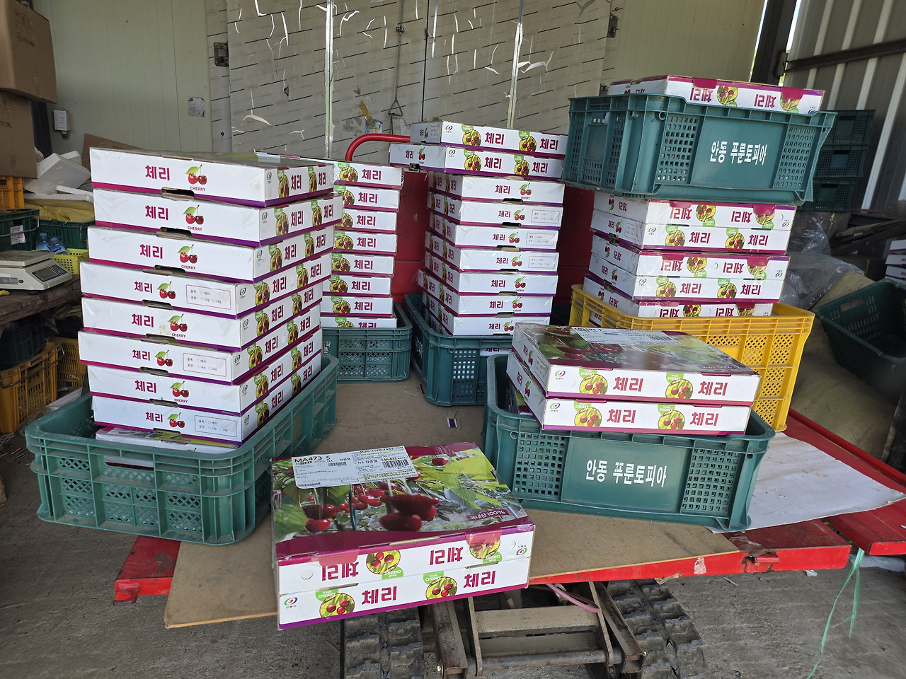 안동 청량산체리 2Kg (500그람 4팩)