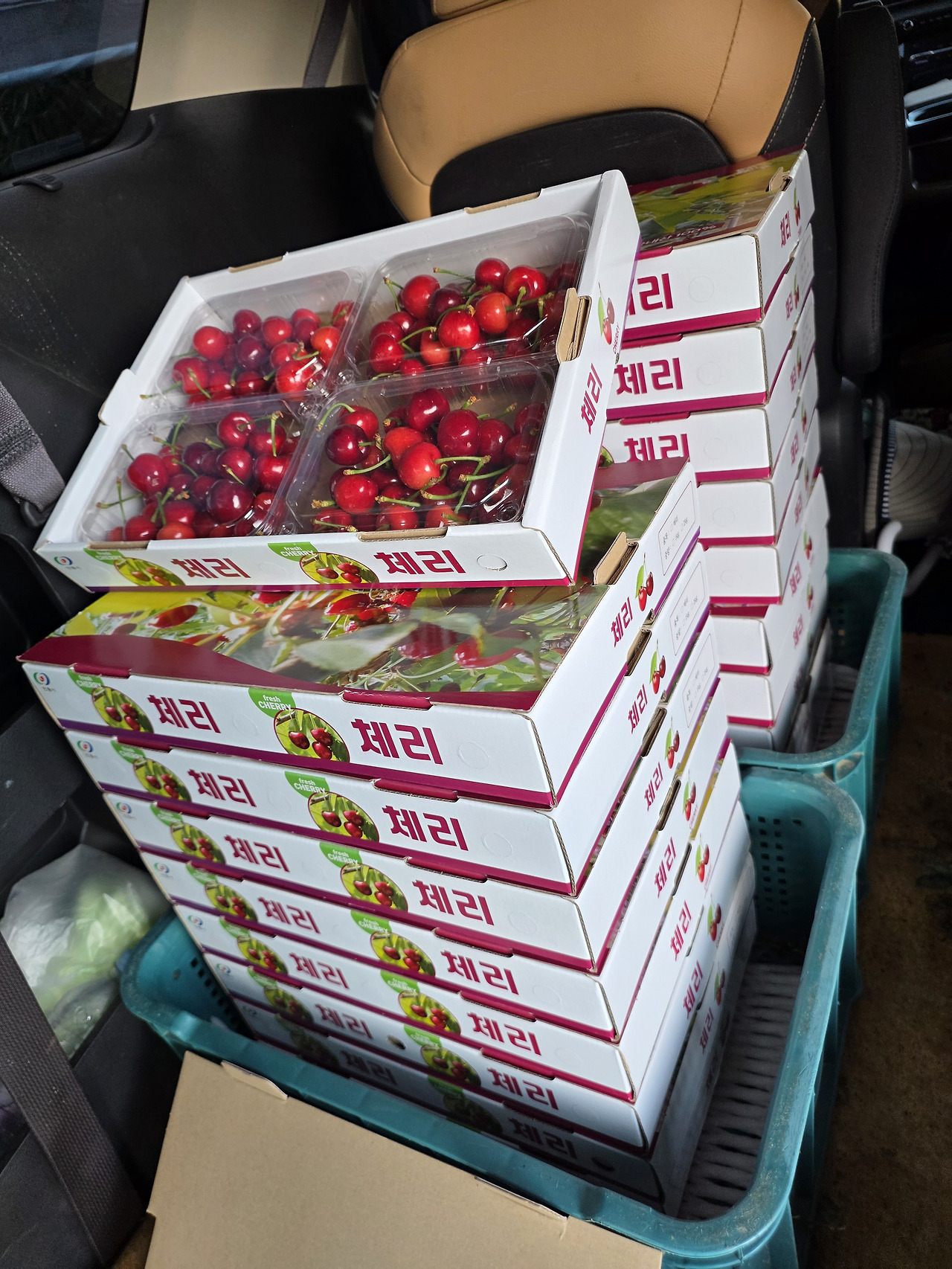안동 청량산체리 2Kg (500그람 4팩)