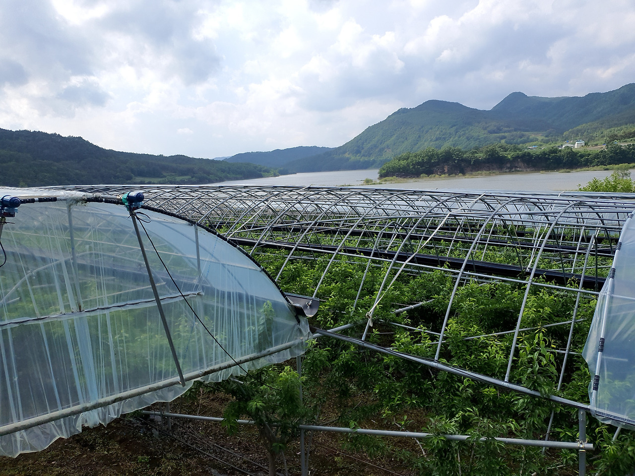 안동 청량산체리 2Kg (500그람 4팩)