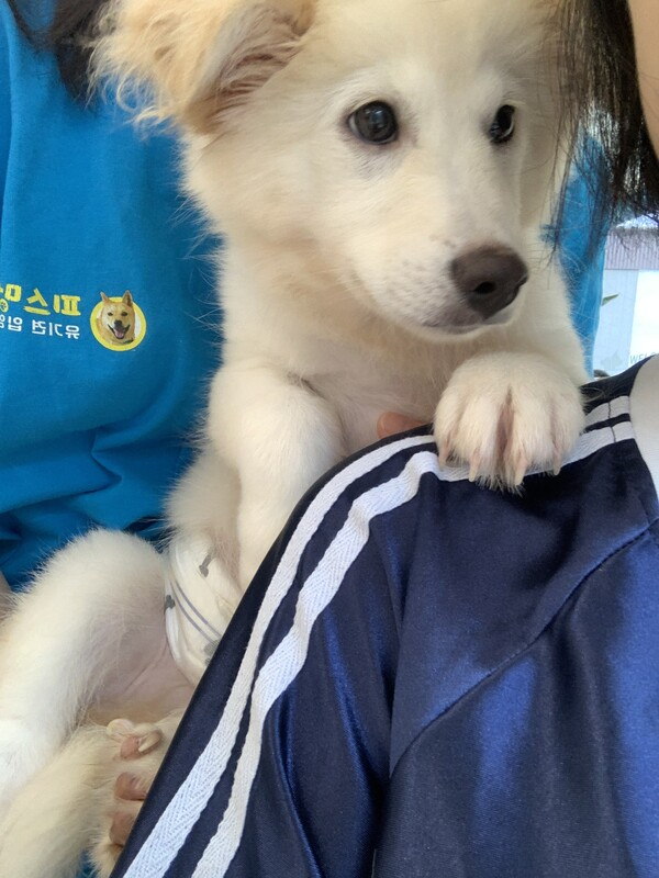 ▲ 구조된 유기견 깨비.  ⓒ피스멍멍