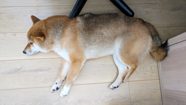 강아지 발밑 이유 침대 이유
