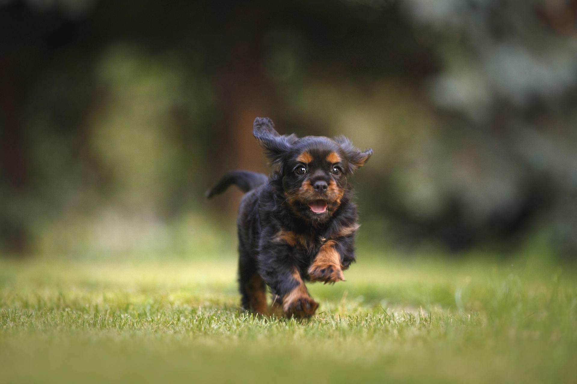 nana_amigo_canino-dog-6977210.jpg