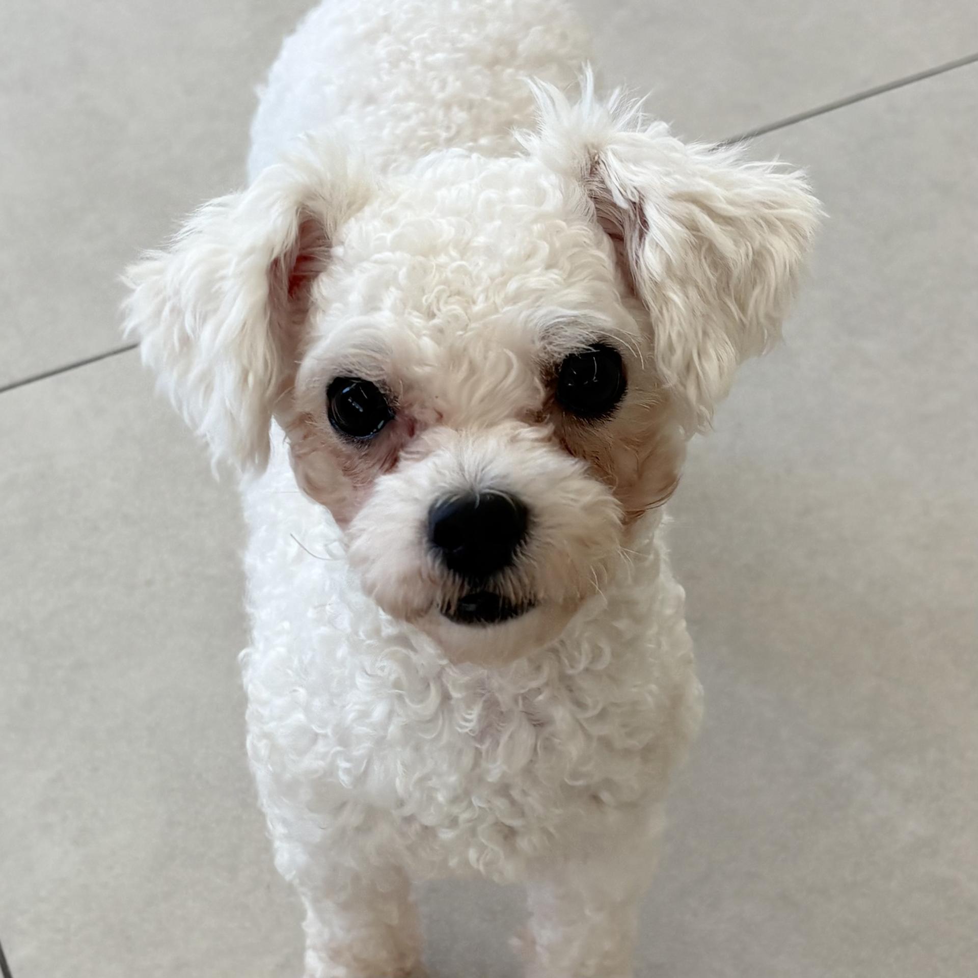 자견 아기강아지 푸들 2살 소형견