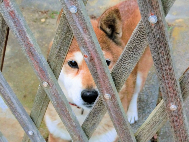 마당에서 사람을 쳐다보는 강아지