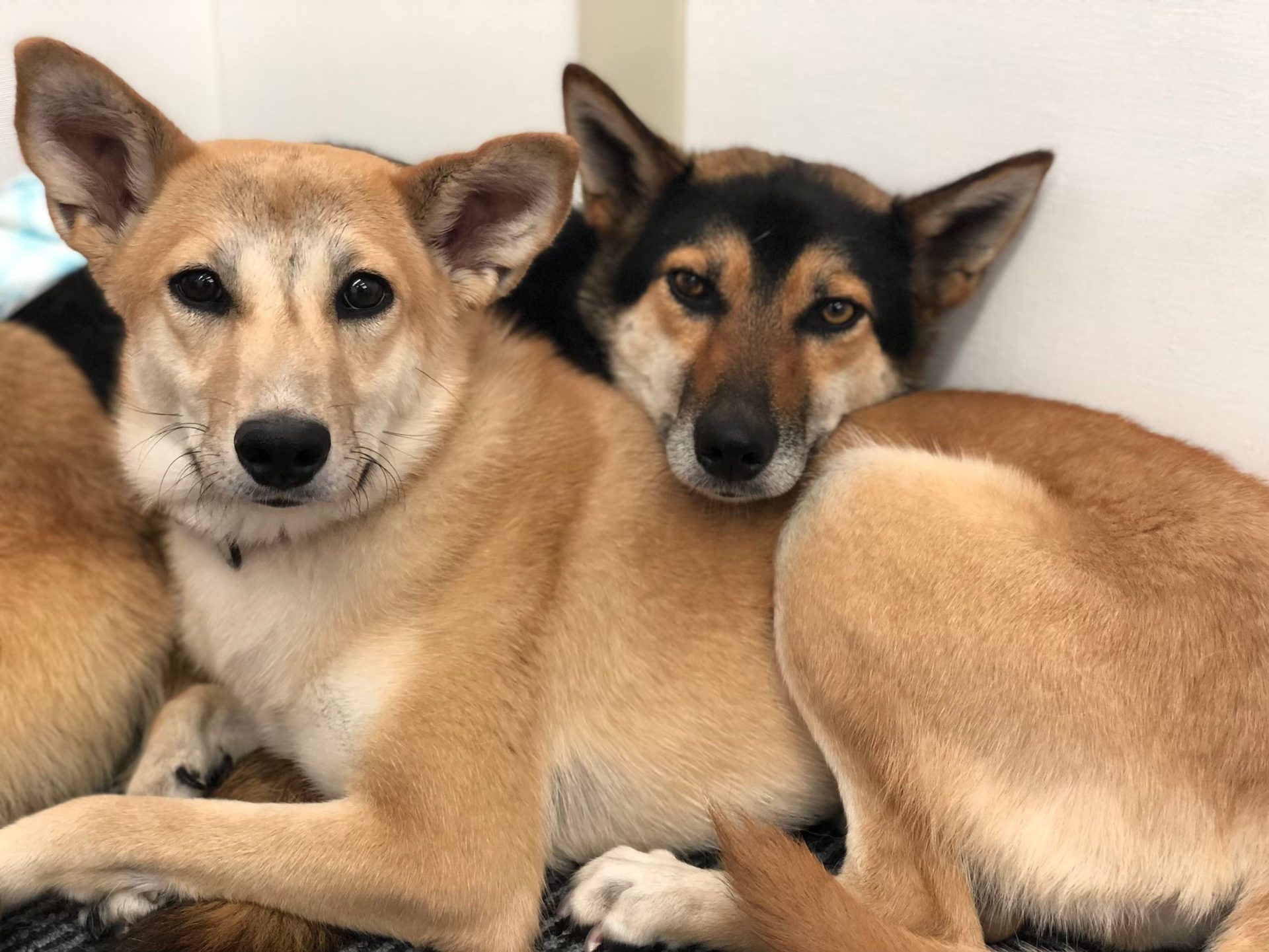 두마리의 강아지