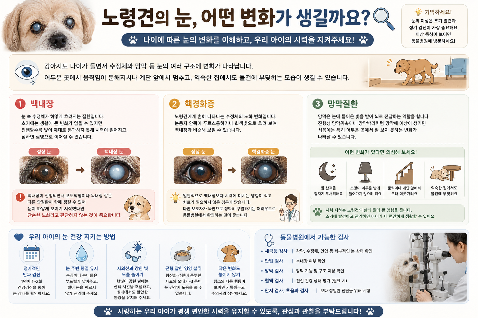 노령견 눈 변화 시력 변화