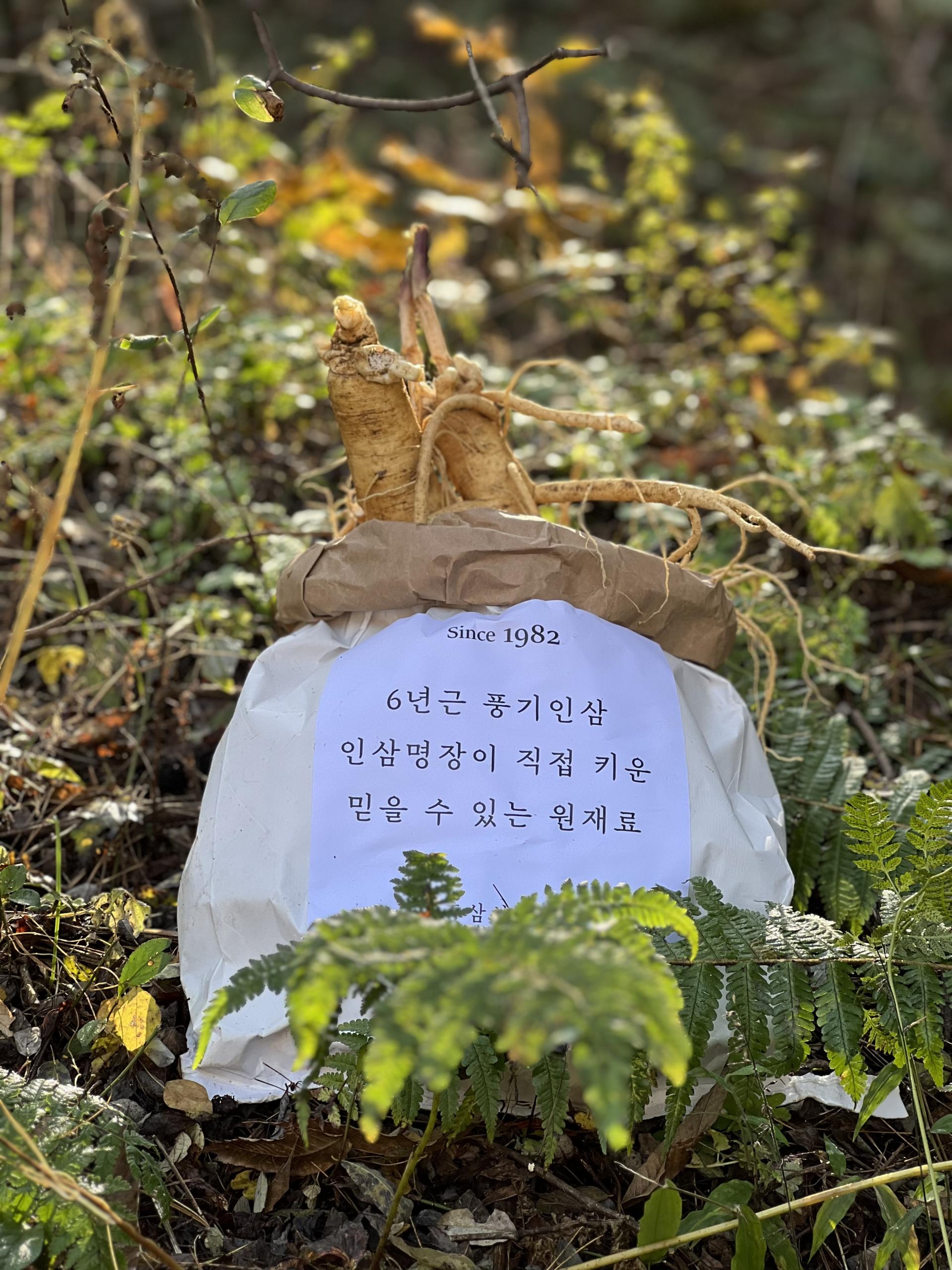 소백 인삼 작업 이미지