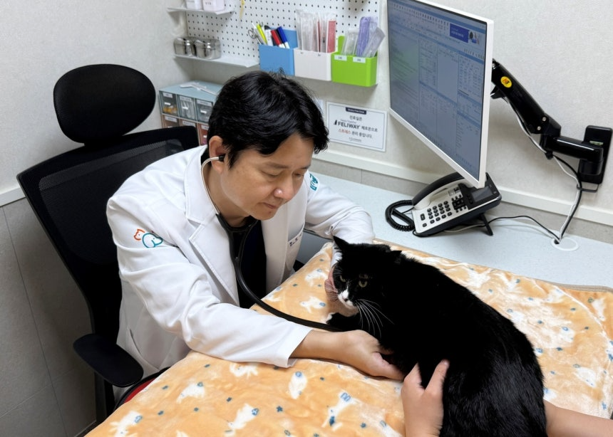 박정현 연수동물메디컬센터 원장이 고양이를 진료하고 있다(동물병원 제공). ⓒ 뉴스1