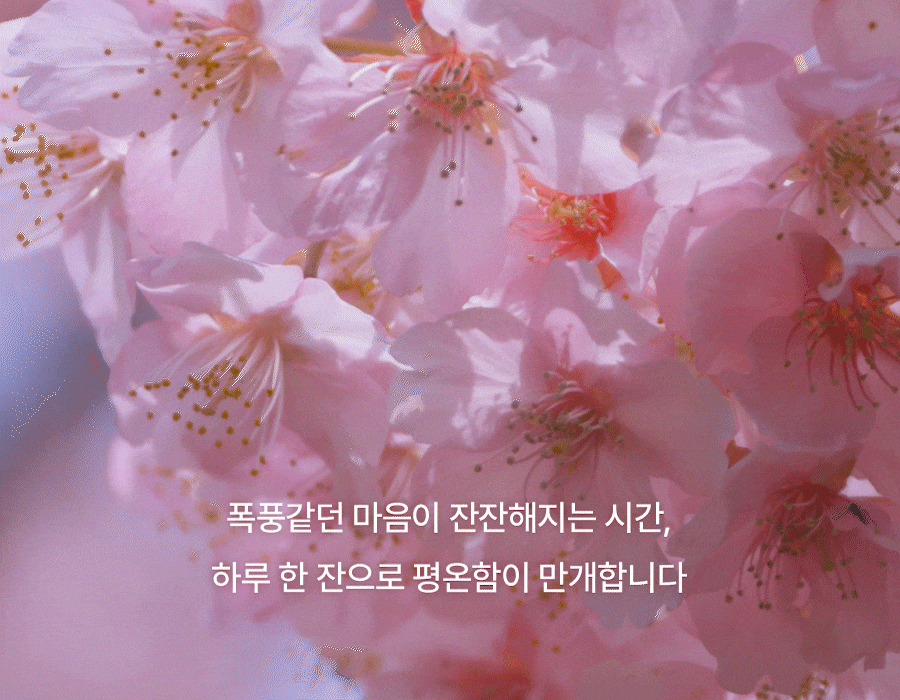 누오킷 사쿠라블룸티