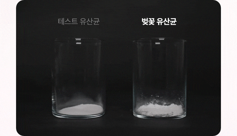 누오킷 사쿠라블룸티