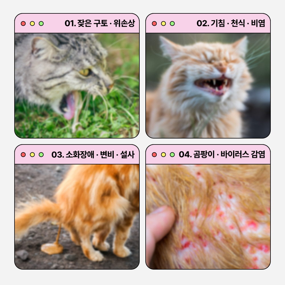 라이프펫 헤어볼&브리드 고양이 기관지영양제 30포