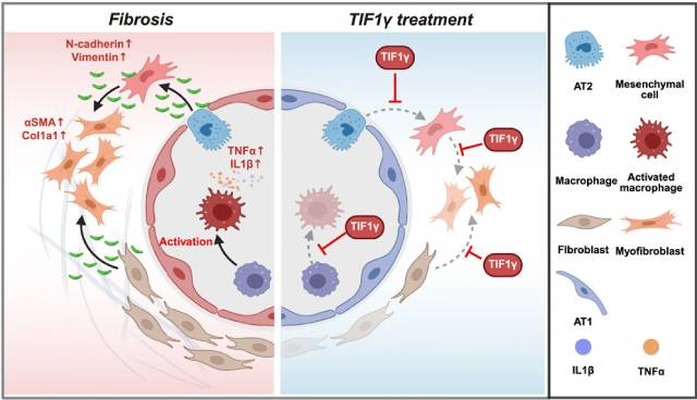 폐 섬유증 악화 및 차단 기전. TIF1γ 유전자는 대식세포 흥분 단계, 간엽세포 형질전환 단계, 섬유모세포 활성화 단계에서 모두 차단효과를 발휘함. /이미지 제공=서울대병원