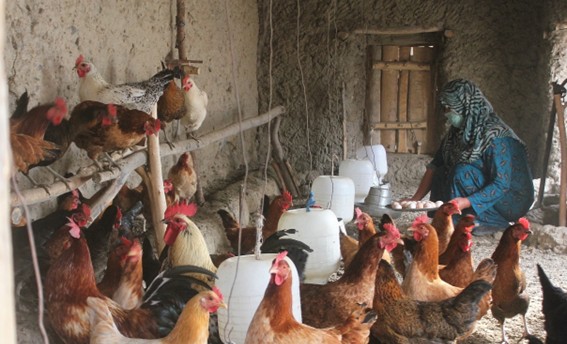 양계 아프가니스탄