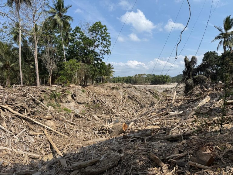 홍수로 떠내려와 도로변에 남아 있는 대형 나무