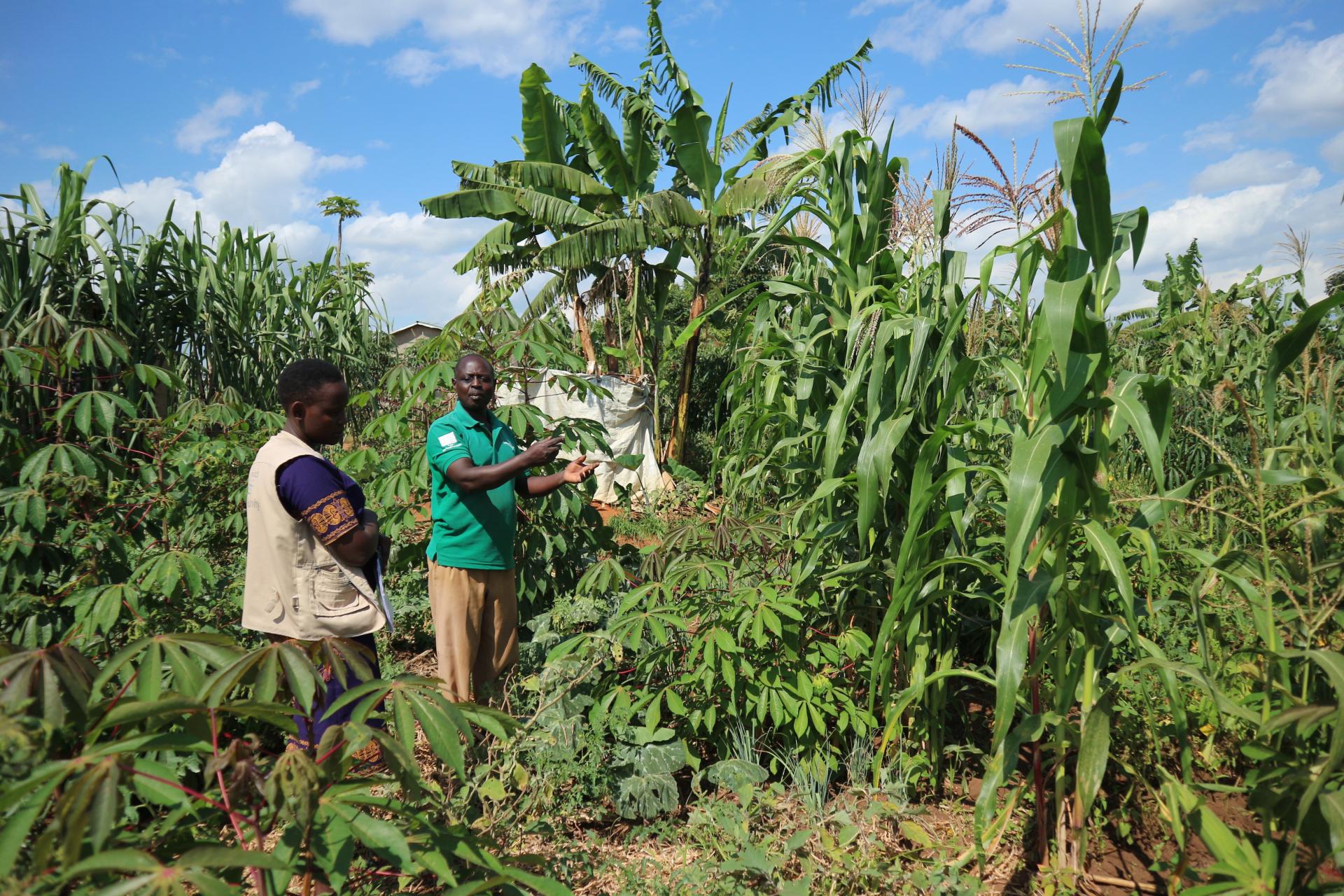 04_背の高い作物が生えている エリアから左側を野菜栽培用の土地にアレンジ.JPG