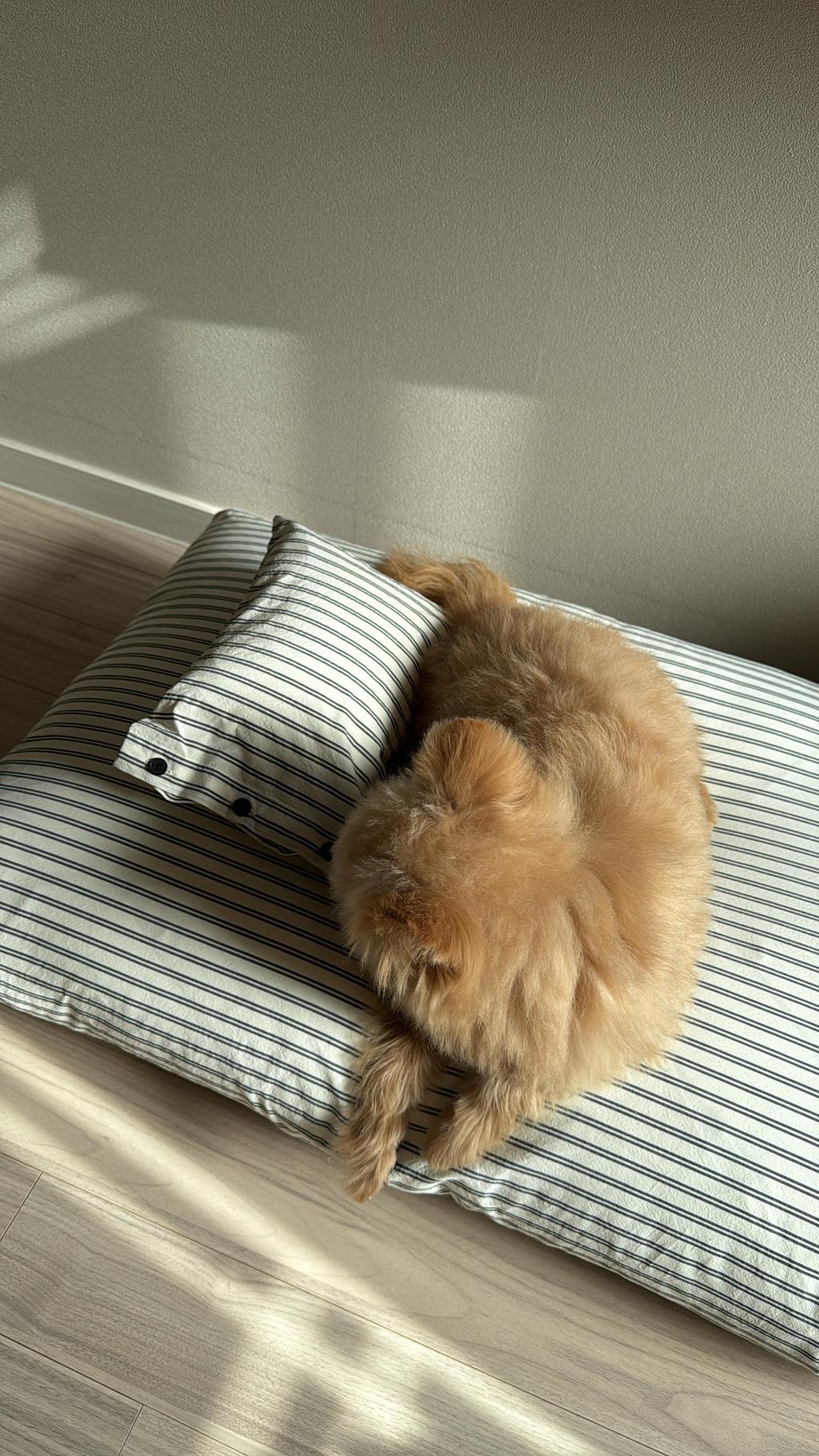 【small stuff】韓国RESTBED BLACKDOUBLESTRIPE Rest bed Black double stripe : 스몰스터프 small stuff