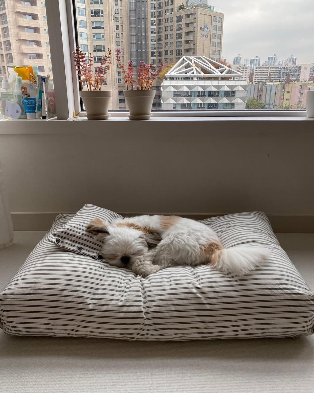 【small stuff】韓国RESTBED BLACKDOUBLESTRIPE Rest bed Black double stripe : 스몰스터프 small stuff
