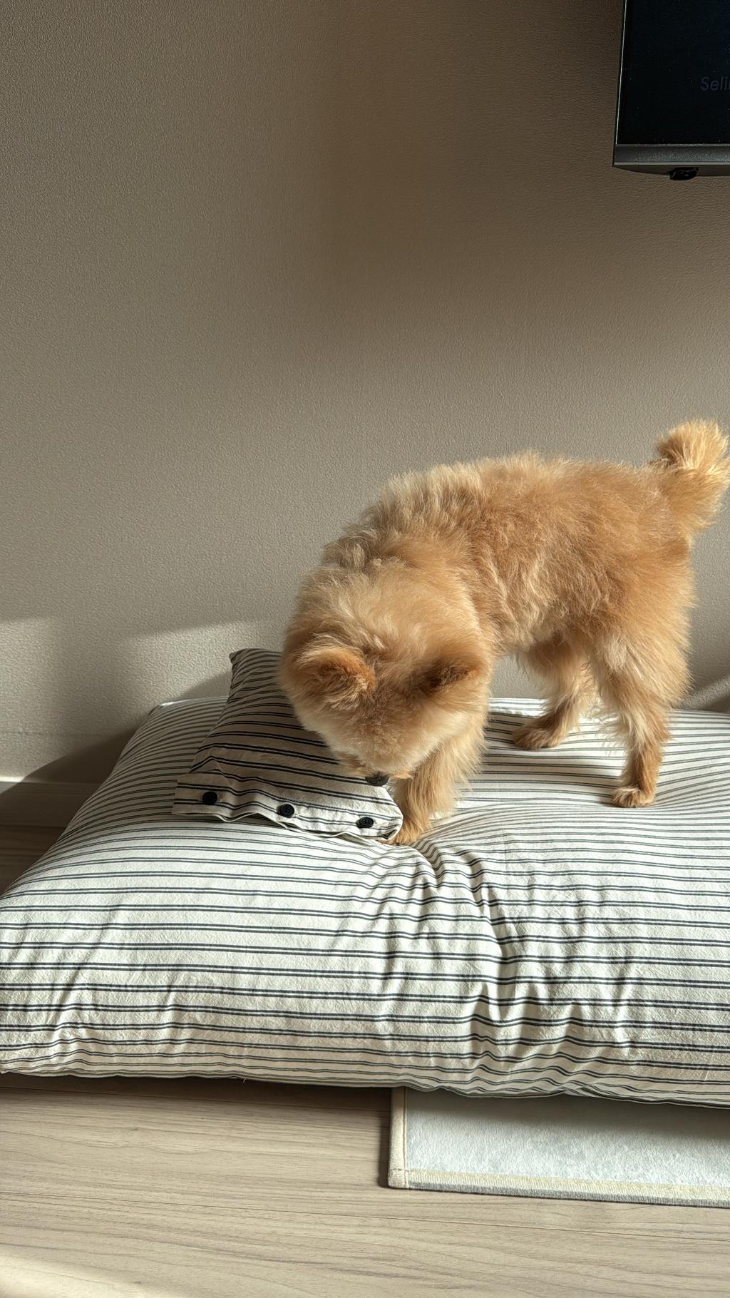 Rest bed Black double stripe : 스몰스터프 small stuff