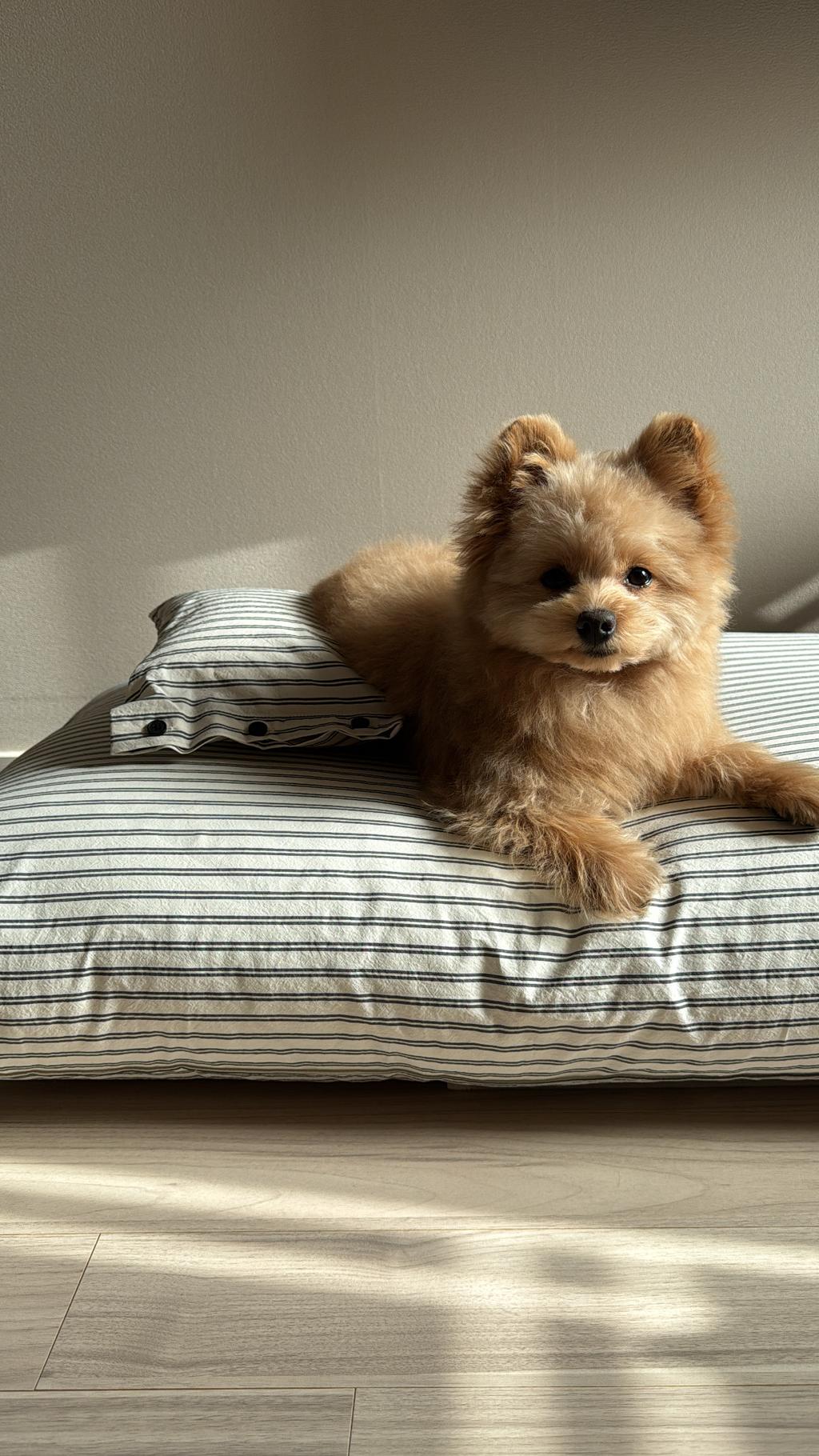 Rest bed Black double stripe : 스몰스터프 small stuff
