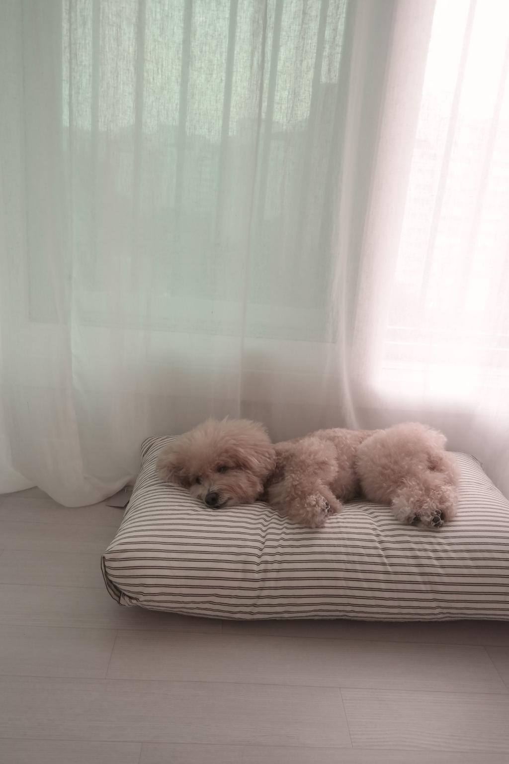 Rest bed Black double stripe : 스몰스터프 small stuff